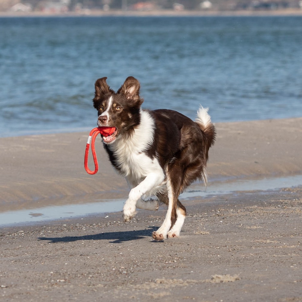 hund-løber-med-hundelegtøj-i-rød-reb-med-håndtag-og-kugle-på-stranden