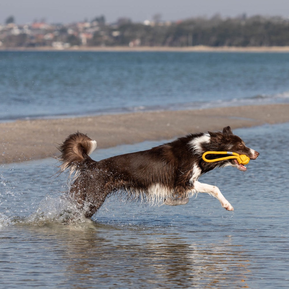 hund-løber-med-gul-reb-hundelegetøj-på-strand