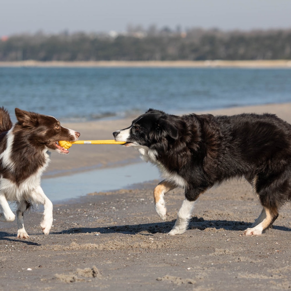 to-hunde-leger-med-hundelegtøj-i-gul-reb-med-håndtag-og-kugle-på-stranden